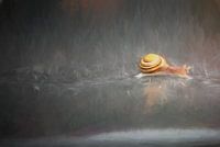 Durch den Regen (Schnecke)