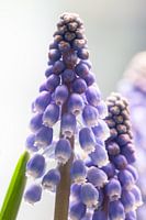 Makro einer Traubenhyanzinthe