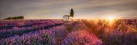 Lavender field in Provence in the bright sunrise.