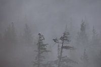 Misty morning in Canada