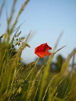 Poppy in the wind