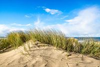 Rispengras auf gelber Düne