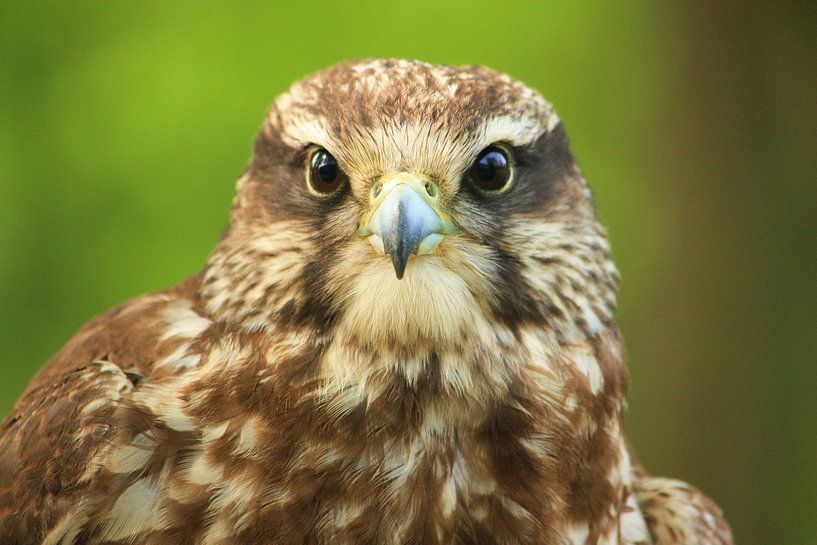 Valk von Richard van Oudheusden