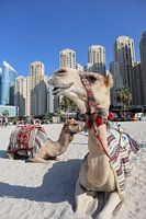 camels in dubai