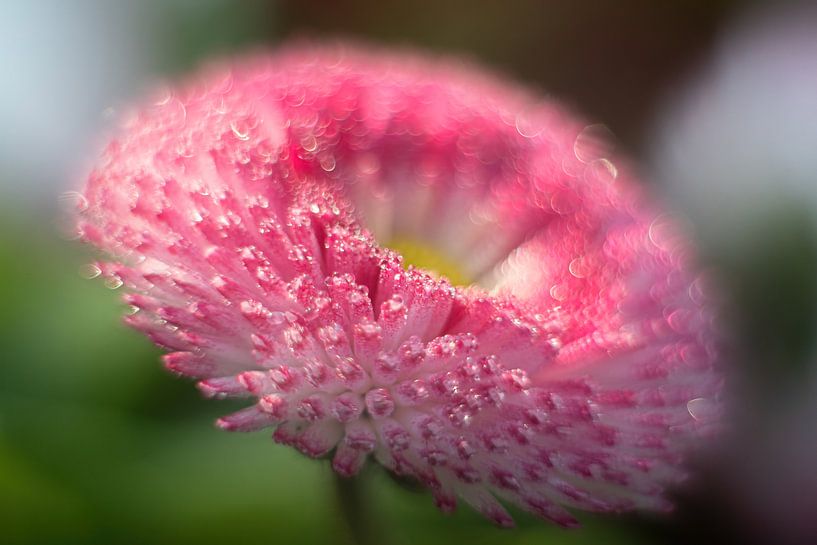 Pink Daisy with soft focus by Anne Ponsen