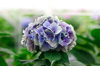 Hydrangea flower
