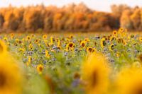 Tournesols en octobre
