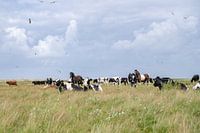 Cows and horses and birds at Boschplaat Terschelling nature reserve