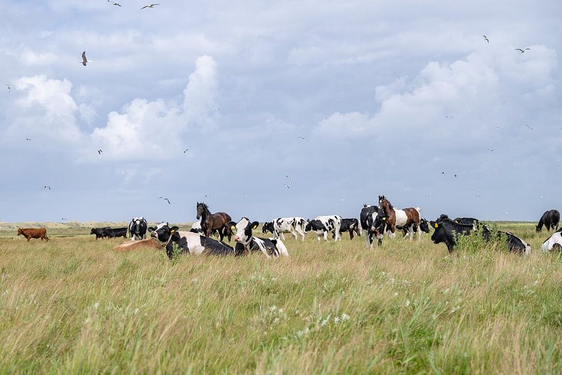 Cows and horses and birds at Boschplaat Terschelling nature reserve by Yvonne van Driel