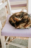 Sleeping cat on chair