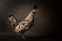 Aus der Hühnersammlung.