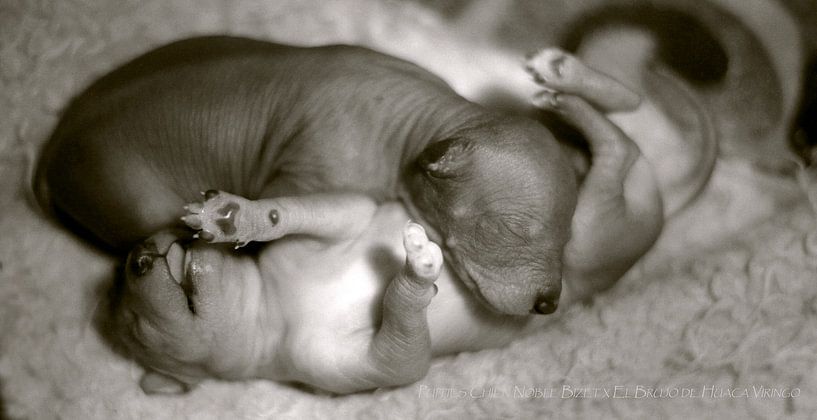 Peruaanse naakthond puppies by Zon Fotografie
