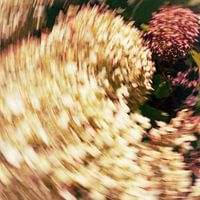 Das Licht der Hortensie Nr. 2 malen