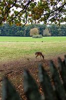 Ein reh im natur stille verbundenheit