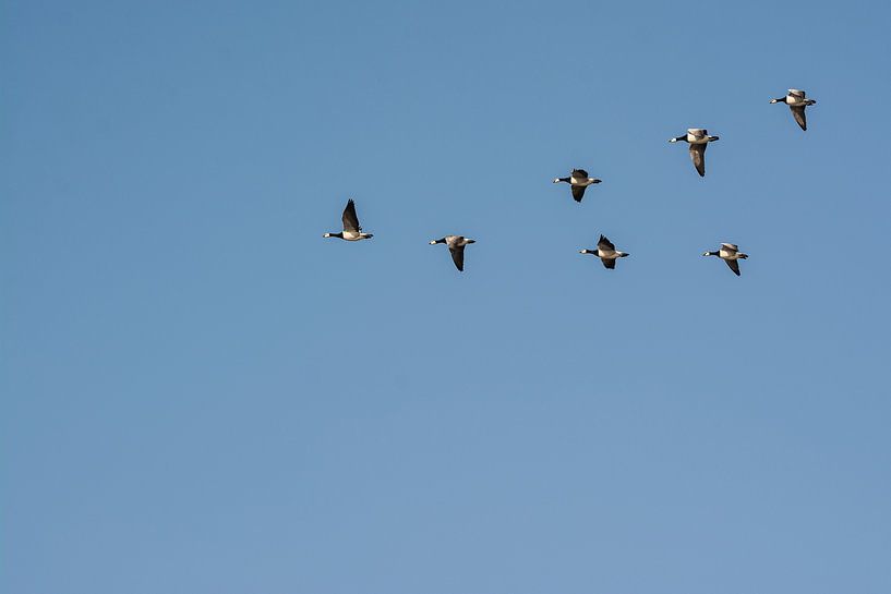 Flying geese on a beautiful blue sky by Michel Geluk