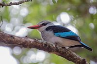 woodland kingfisher in Lower Sabie, kruger park, south africa