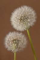 Einfachheit in einer warmen Atmosphäre: Wir bleiben zusammen, bis wir ausgeblasen werden