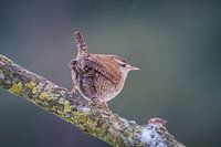 Winterkoning in mooi licht 