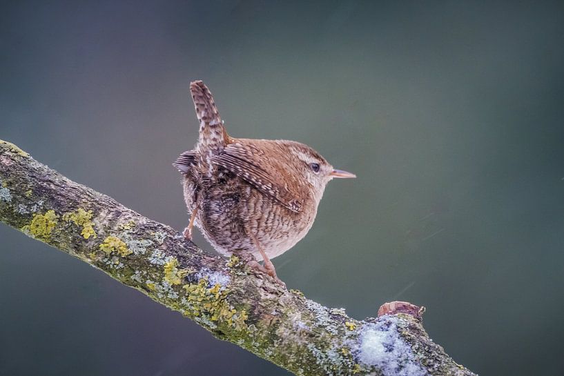 Winterkoning in mooi licht  von Erik Meier