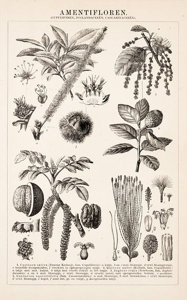 Antique botanical print of Amentifloren by Studio Wunderkammer