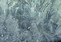 Taube im Eis... ( Frieden bringen)