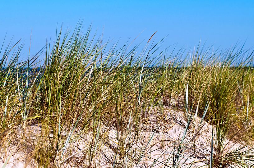 White sand dune on the island of Rügen by Silva Wischeropp