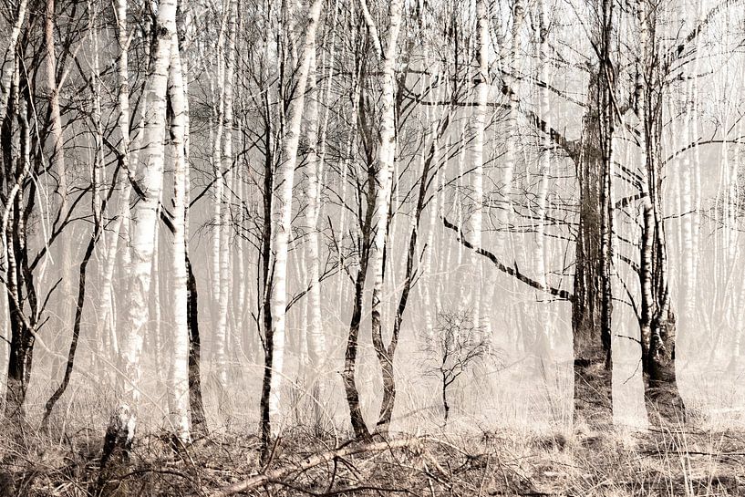 Birke 2 von Paulien Varkevisser