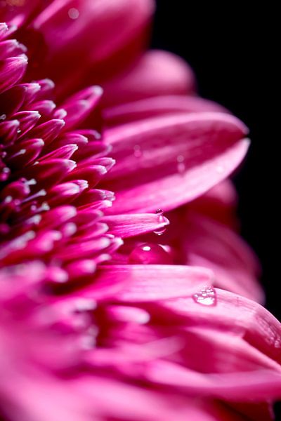 Gerbera by Thomas Jäger