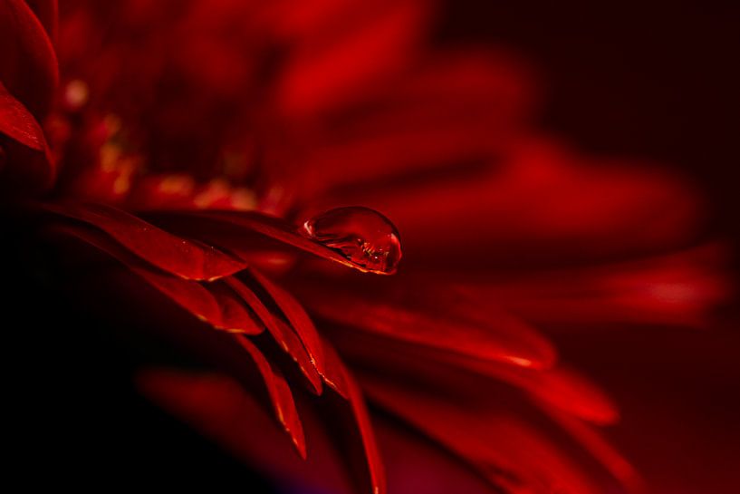 Red Tears by Jeannette Fotografie