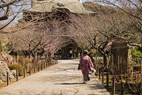 Frau im Kimono im japanischen Tempel