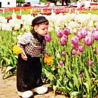 Dutch Boy with Tulips 
