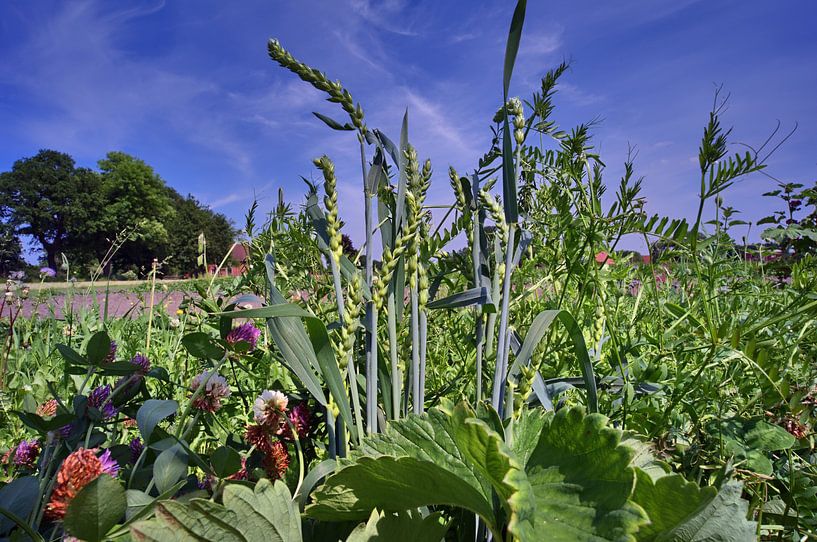 pure nature by Edgar Schermaul