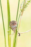 Harvest mouse in grain