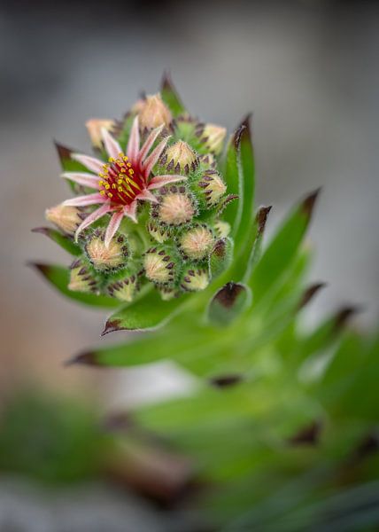 Huislook von Bart Hendrix