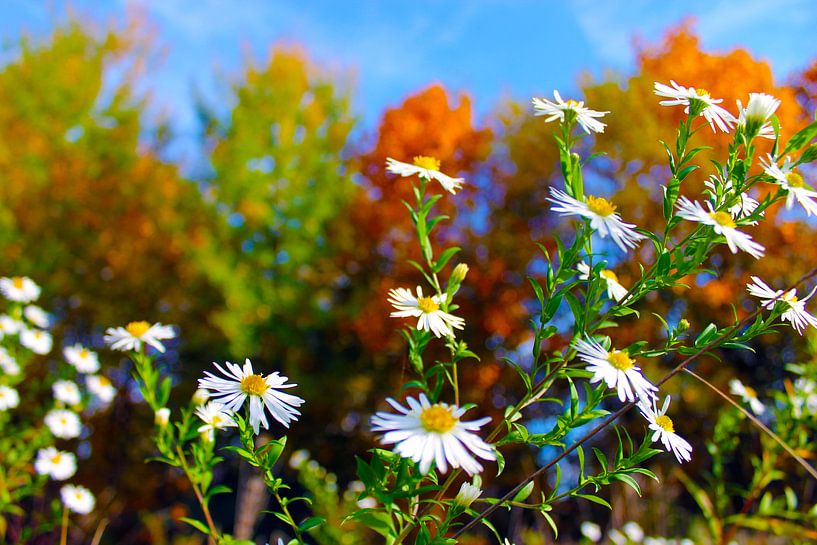 Berufskaut von M.A. Ziehr