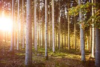 Herbstliche Farben im Wald