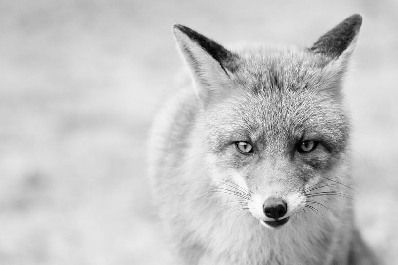 Le renard (noir et blanc) par Eus Driessen