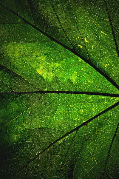 Lebensadern von Florian Kunde