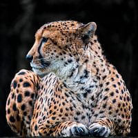 ein stets wachsamer und aufmerksamer Gepard