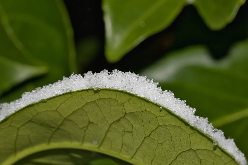Schnee am Rande eines gekräuselten Lorbeerblattes von Anne Ponsen