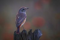 Collared Redstart Female