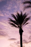 Palmen in der Abendröte (vertikal)