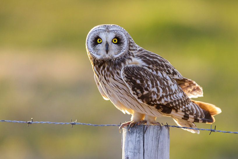 Langgerekte Uil (Azio flammeus) van Daniela Beyer