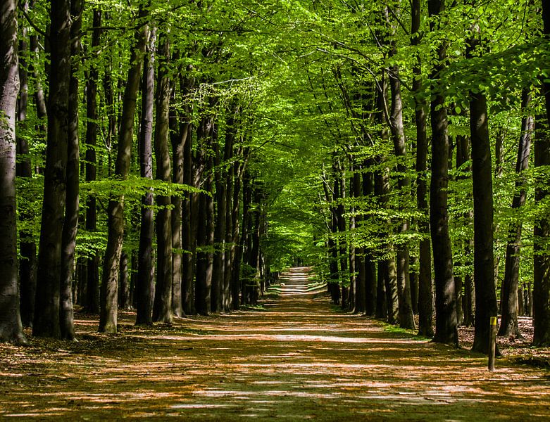 Bomen by Tiny Dekker