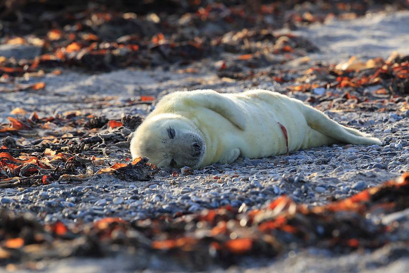 Phoque gris hurleur Île de Helgoland Allemagne par Frank Fichtmüller