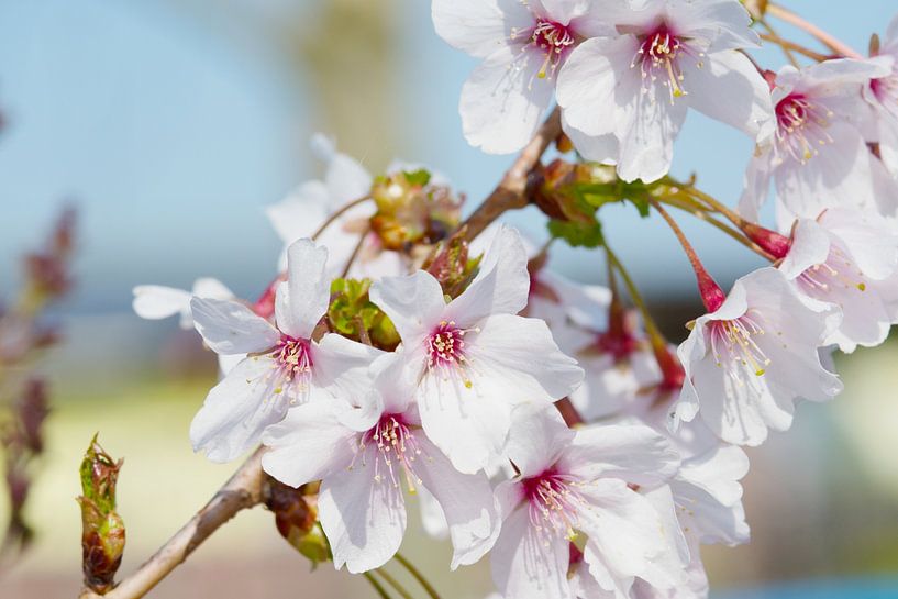 Cherry blossoms with blue background by Ivonne Fuhren- van de Kerkhof