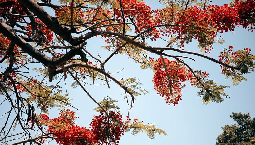 Nature tree photography by Mei Bakker