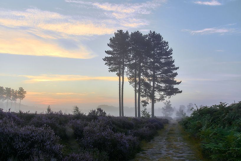 Sonnenaufgang auf der violetten Heide von Ad Jekel