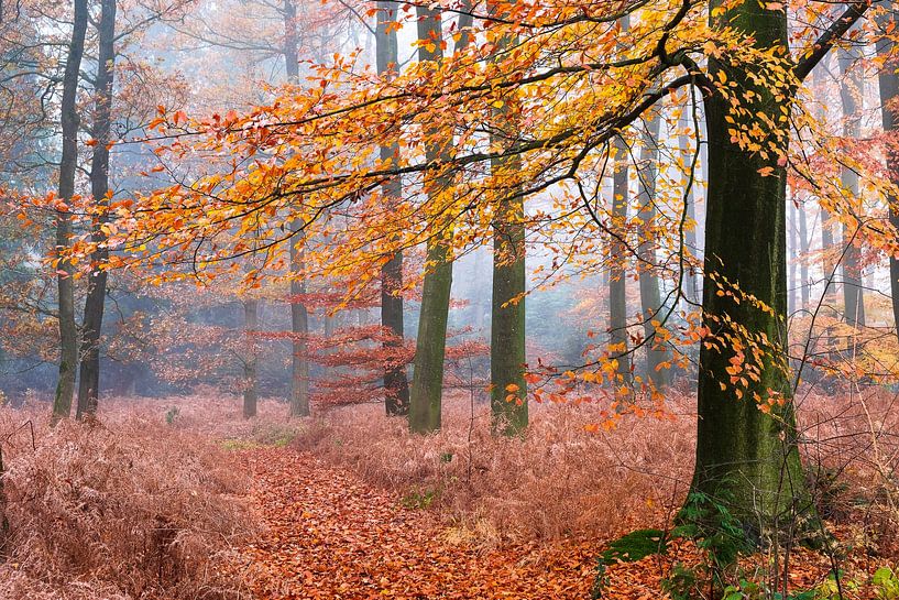 Forever fall by Tvurk Photography