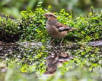 Apple Finch with reflection